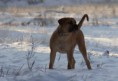 /album/anka/duinen-136a-jpg/
